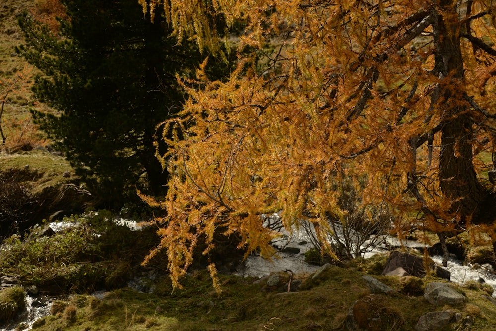 a tree with yellow leaves next to a stream
