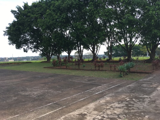 A row of large trees provides shade for a small landscaped area with various plants. The scene includes a concrete walkway or driveway in the foreground, and a grassy field and distant landscape in the background.
