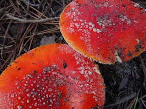 Organic Freeze-Dried Mushrooms