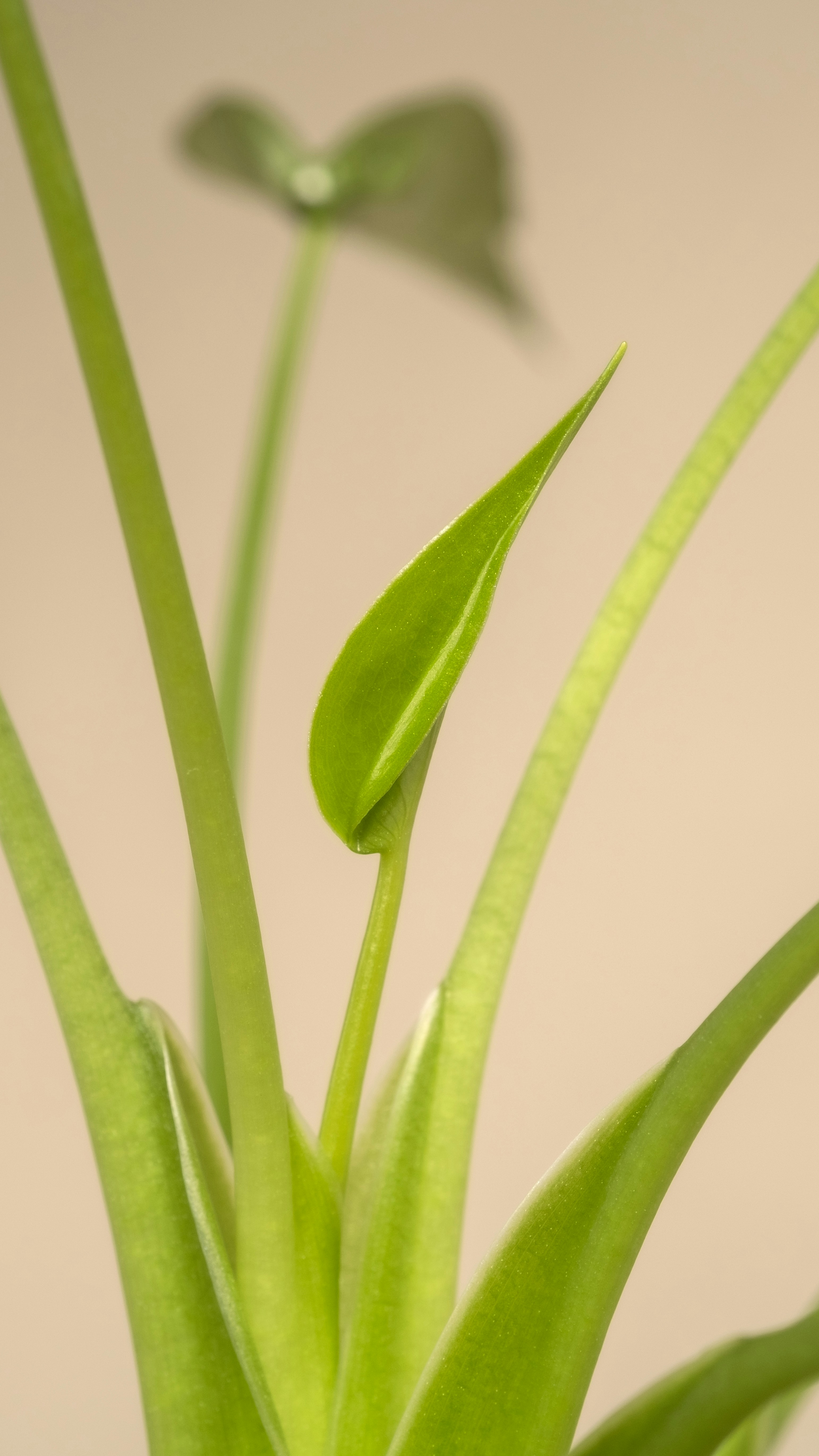 Photo by feeypflanzen