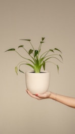a person holding a potted plant in their hand