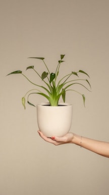 a person holding a potted plant in their hand