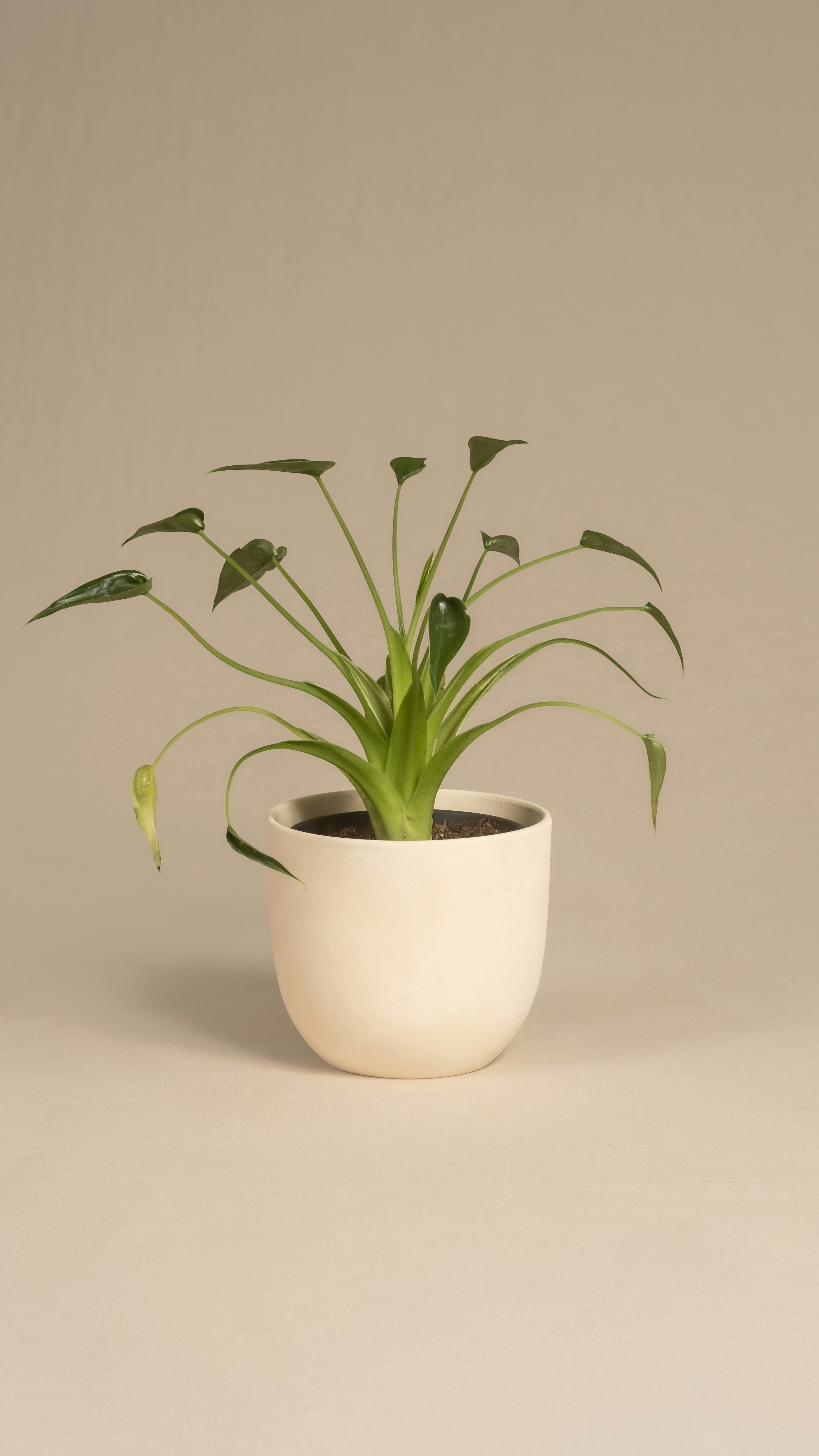 Photo by feeypflanzen