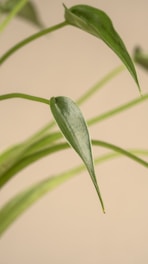 a close up of a green plant with leaves