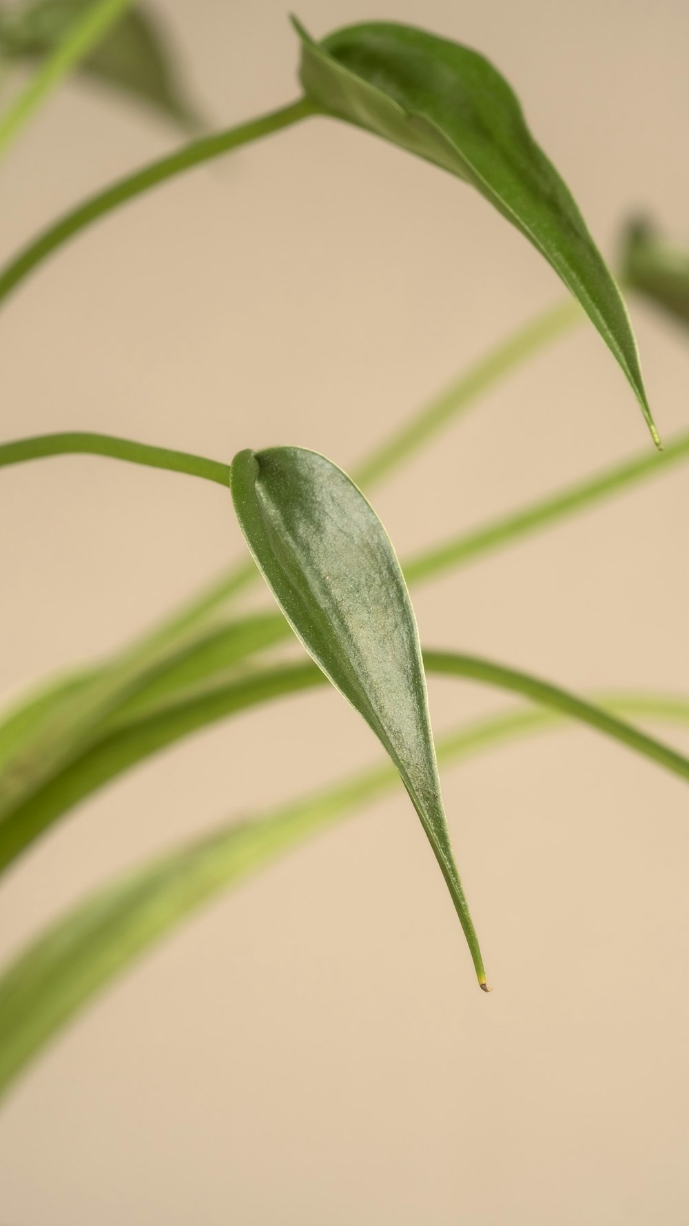 a close up of a green plant with leaves