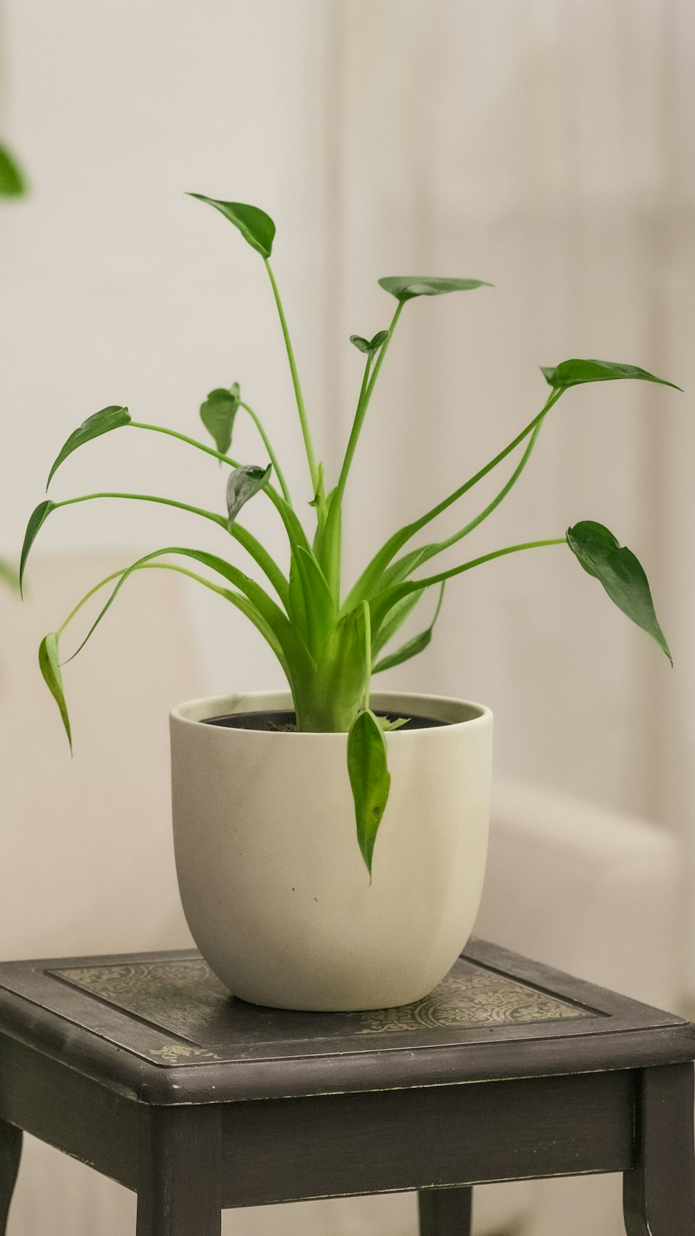 a potted plant sitting on top of a wooden table