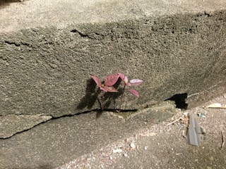 A small, delicate plant with purple leaves grows out of a crack in a rough, textured concrete surface, suggesting resilience and life finding a way. The surrounding area shows some dirt and debris on the concrete.