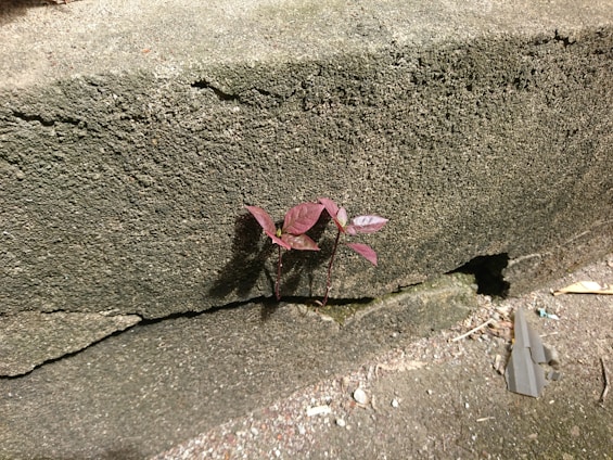 A small, delicate plant with purple leaves grows out of a crack in a rough, textured concrete surface, suggesting resilience and life finding a way. The surrounding area shows some dirt and debris on the concrete.