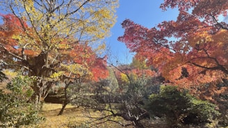 A vibrant autumn landscape showcasing colorful trees with falling leaves.