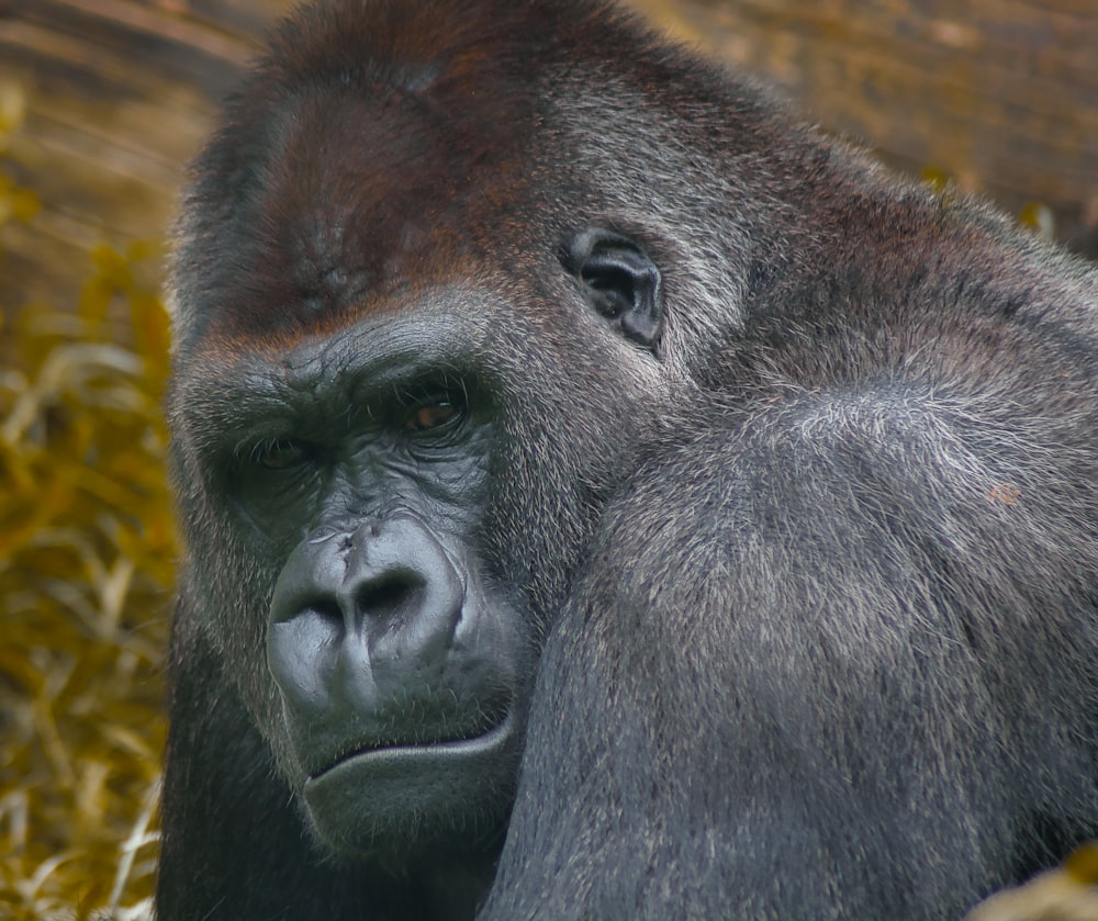 a close up of a gorilla in a field of grass
