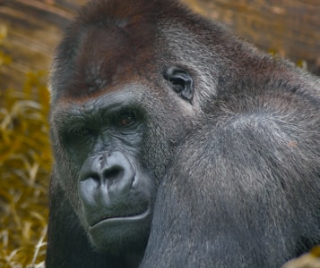 A close-up view of a gorilla showcasing its facial features and expressions. The gorilla's intense gaze is directed forward, with rich textures evident in its fur and skin. The background is subtly blurred, highlighting the subject.