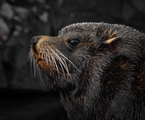 A close-up of a seal with wet fur and long whiskers, set against a dark, blurred background.