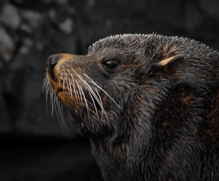 A close-up of a seal with wet fur and long whiskers, set against a dark, blurred background.