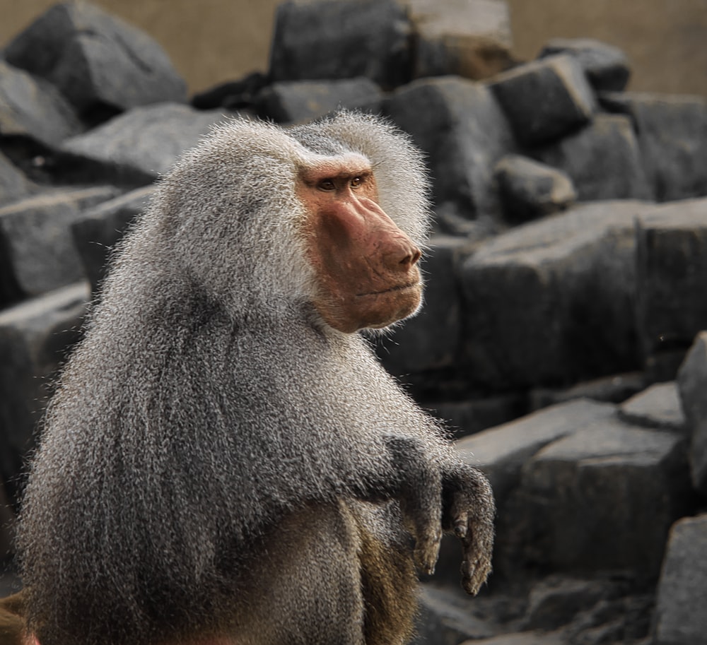 a monkey sitting on top of a pile of rocks