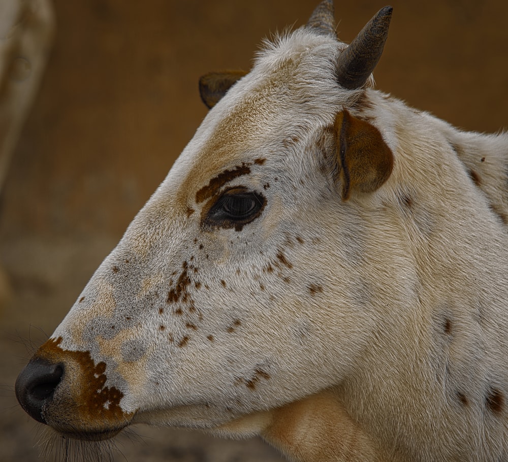 Un primer plano de una vaca con manchas en la cara