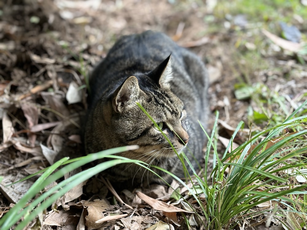 a cat laying on the ground in the grass