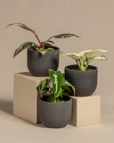 Three potted plants are arranged on geometric beige blocks, each in a minimalist dark gray pot. The leaves of the plants exhibit a variety of colors and patterns, ranging from solid green to variegated white and green.