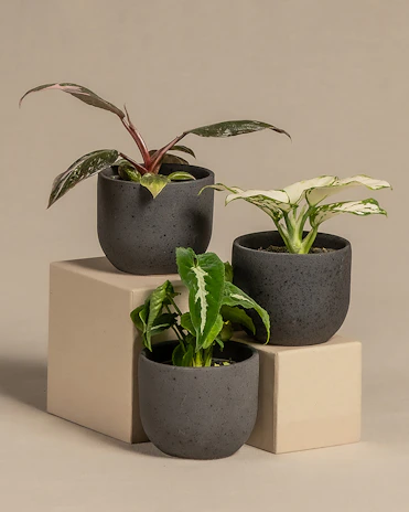 Futuristic plant pots with geometric designs and clean lines, arranged neatly on a charcoal black shelf.