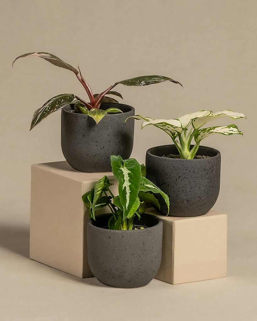 Succulent Trio Set