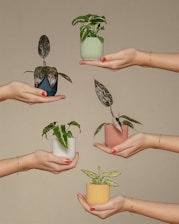 group of people holding plants in their hands is a metaphor of our core values care,growth,collab