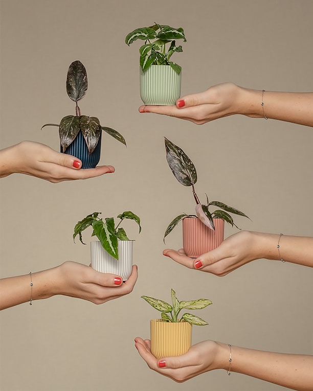 group of people holding plants in their hands is a metaphor of our core values care,growth,collab