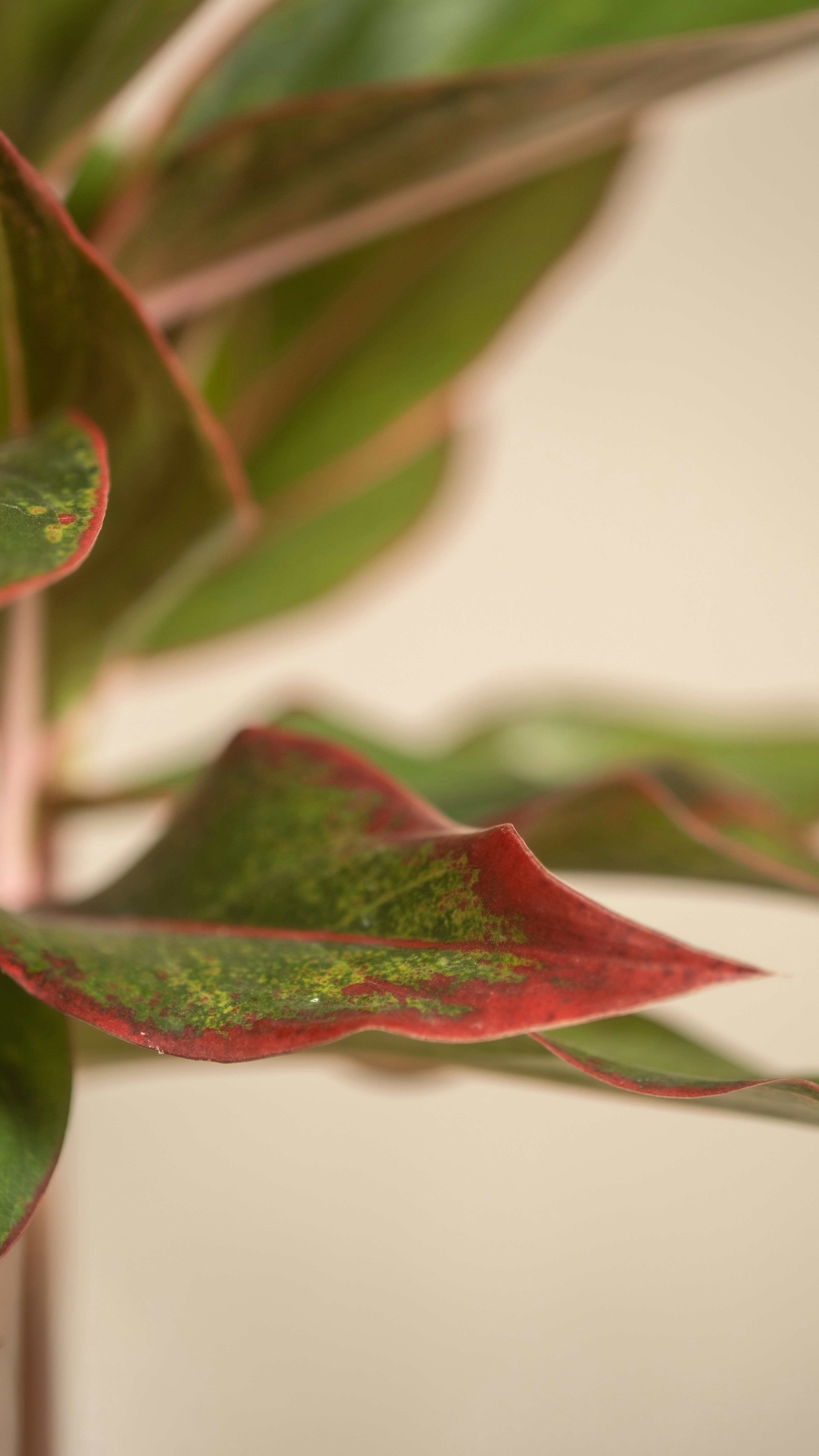 Photo by feeypflanzen