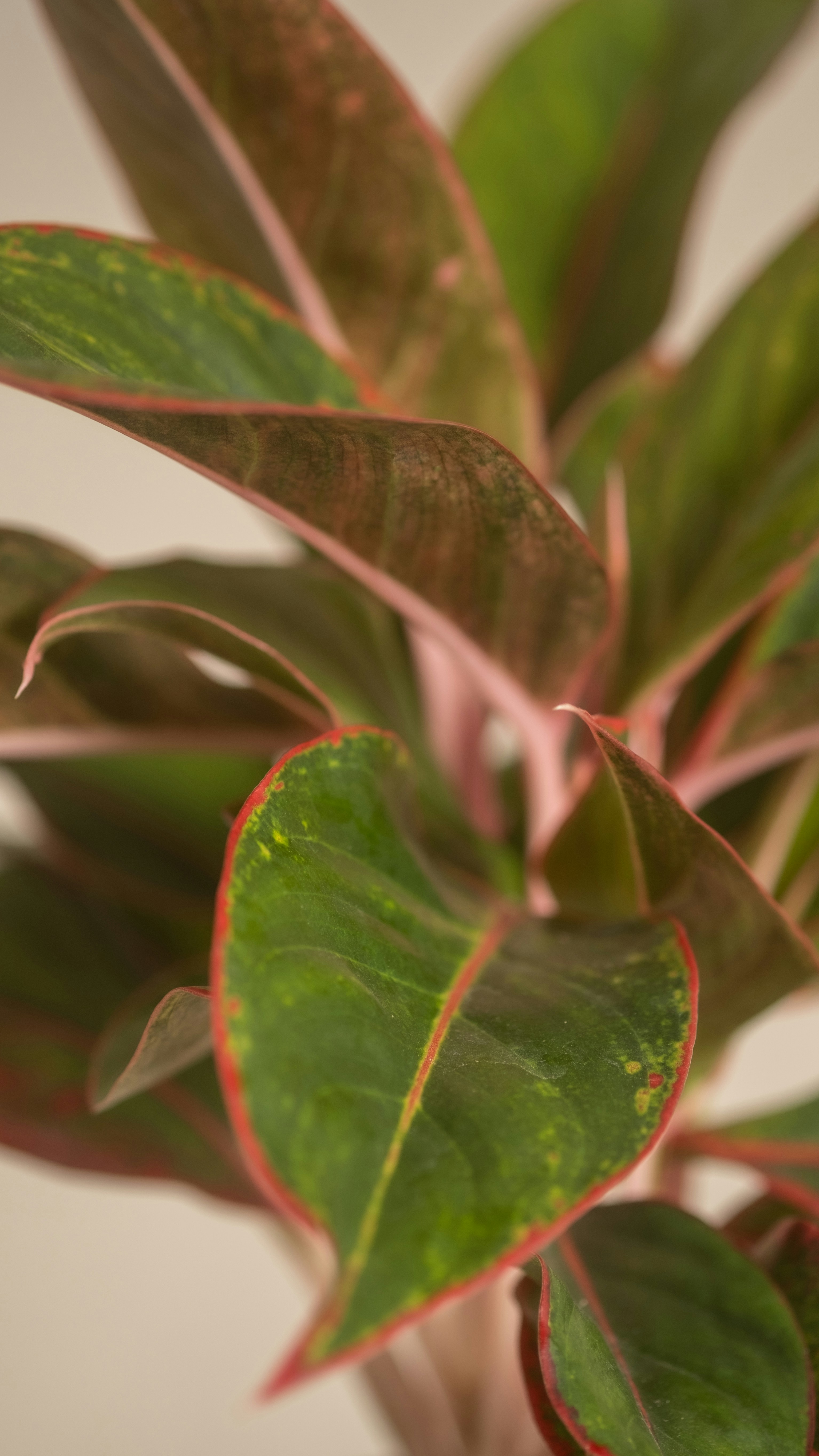 Photo by feeypflanzen