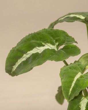 a close up of a plant with green leaves