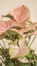 a potted plant with pink and green leaves