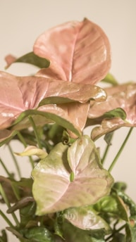 a potted plant with pink and green leaves