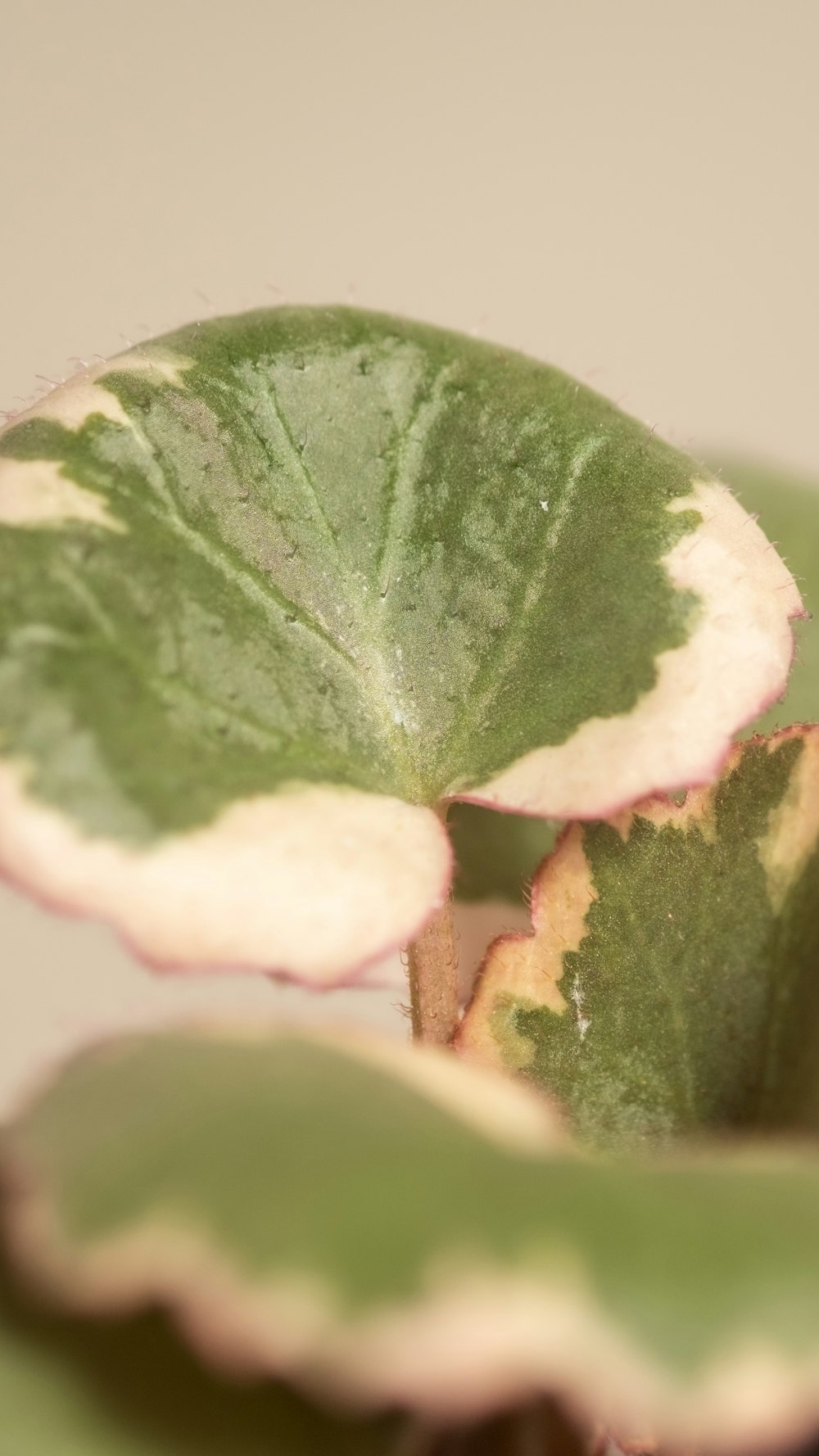 a close up of a green leaf on a plant