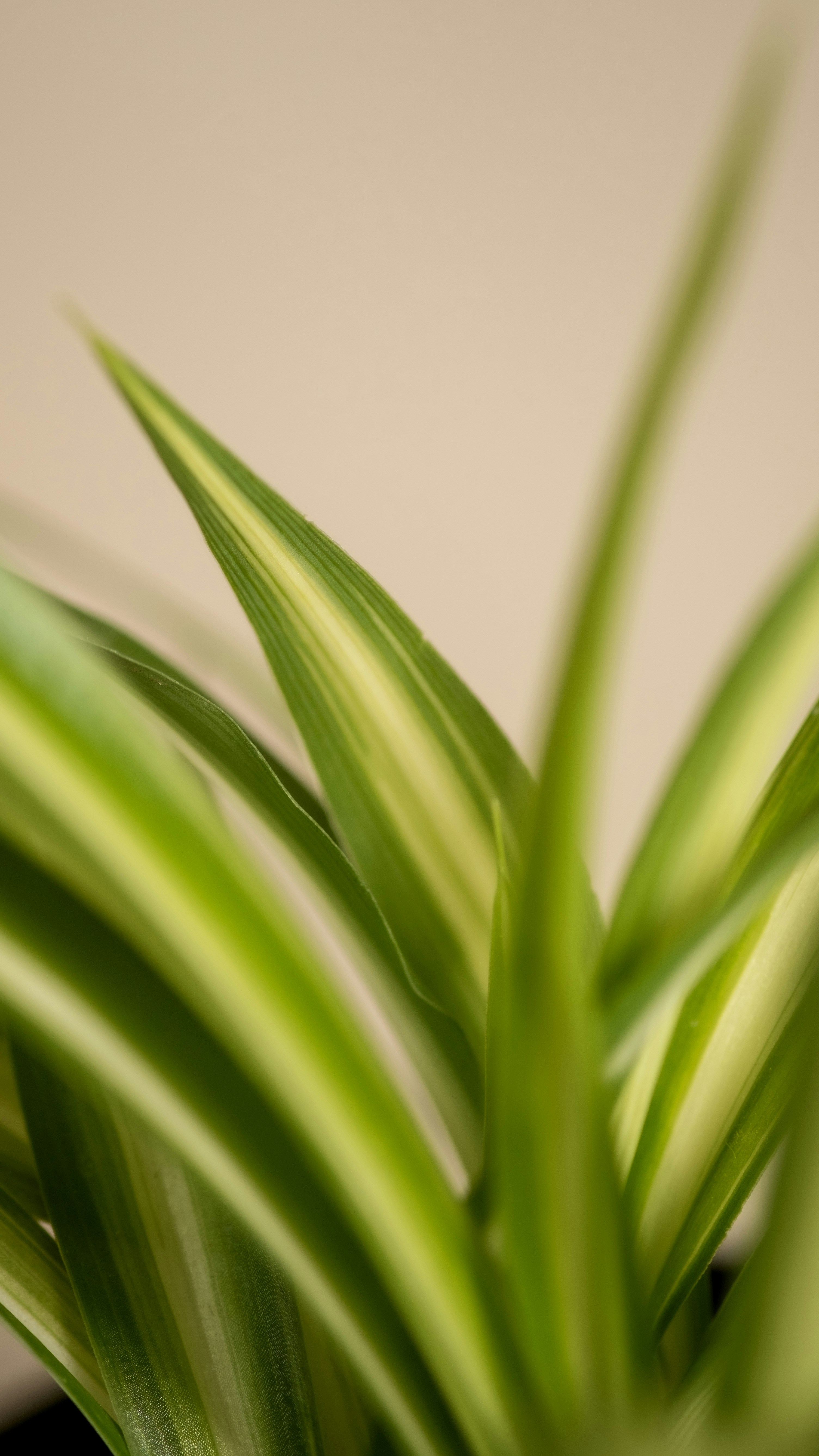 Photo by feeypflanzen