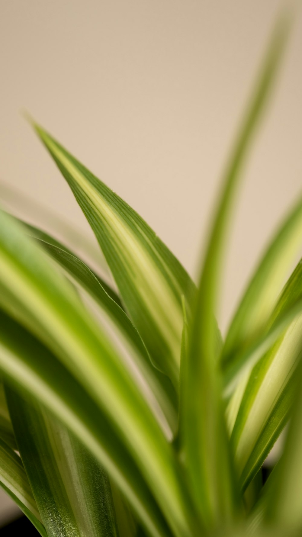 a close up of a plant with green leaves