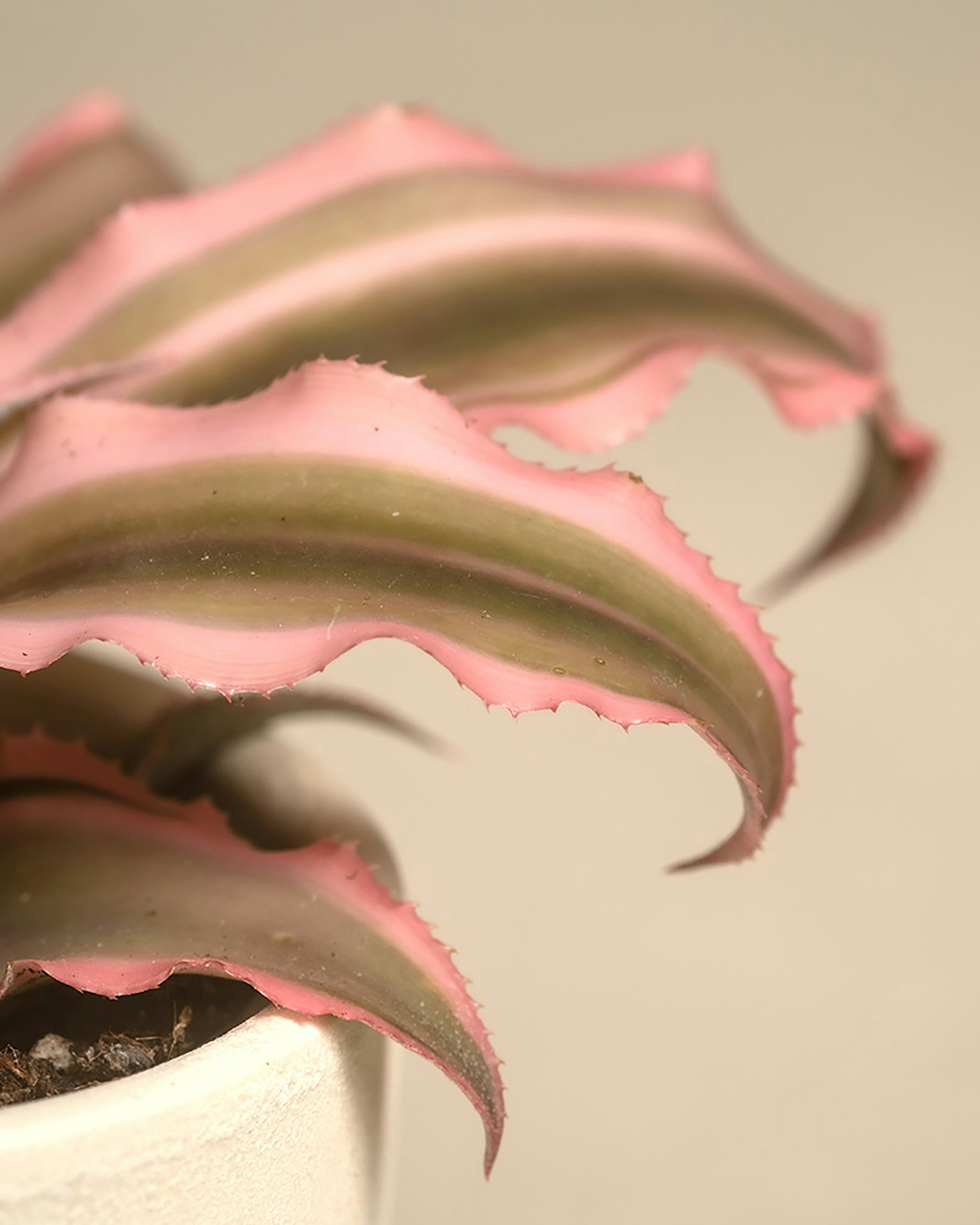 a close up of a pink and green plant