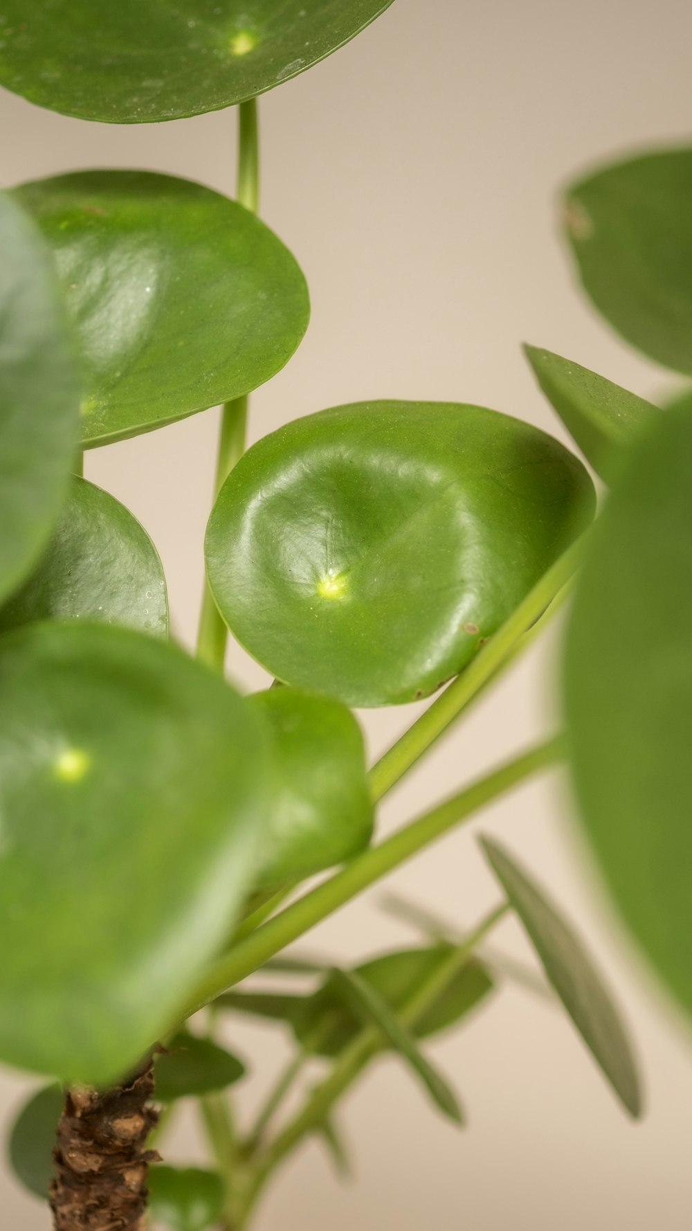 Un primer plano de una planta con hojas verdes