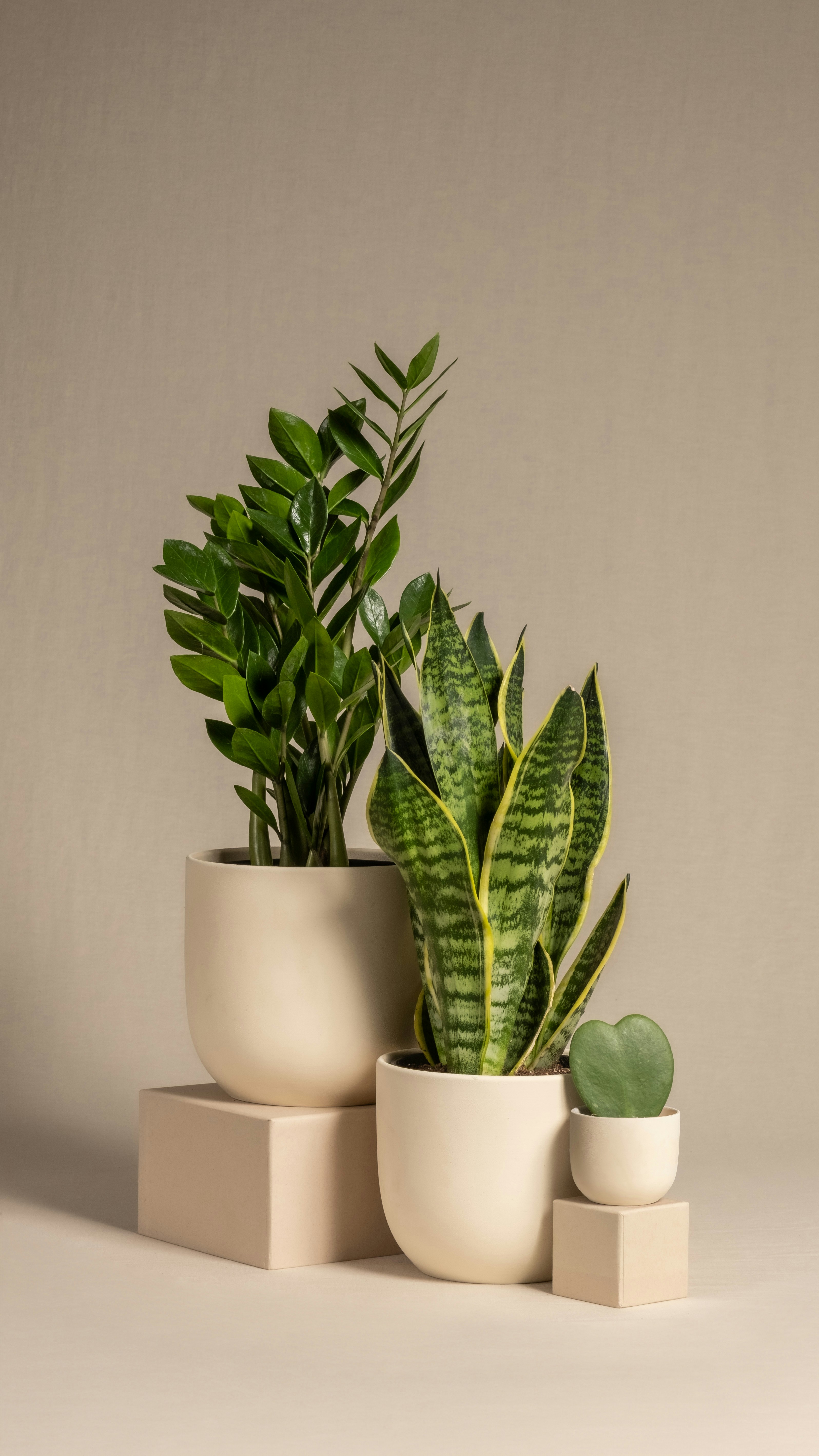 Plantas Fáceis de Cuidar para Iniciantes: Sua Jornada Verde Começa Aqui