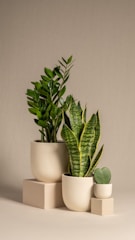 Three potted plants are arranged on a neutral beige background. The plants include a lush green Zamioculcas, a snake plant with tall, patterned leaves, and a small succulent with heart-shaped leaves. Each plant is placed in a modern, minimalist cream-colored pot, and they are set on varying heights of simple geometric platforms.