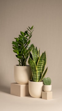 Three potted plants are arranged on a neutral beige background. The plants include a lush green Zamioculcas, a snake plant with tall, patterned leaves, and a small succulent with heart-shaped leaves. Each plant is placed in a modern, minimalist cream-colored pot, and they are set on varying heights of simple geometric platforms.