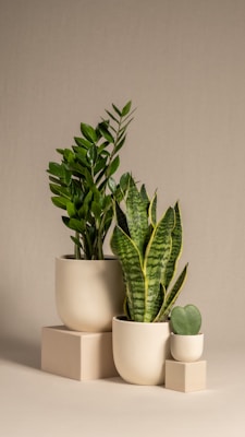Three potted plants are arranged on a neutral beige background. The plants include a lush green Zamioculcas, a snake plant with tall, patterned leaves, and a small succulent with heart-shaped leaves. Each plant is placed in a modern, minimalist cream-colored pot, and they are set on varying heights of simple geometric platforms.