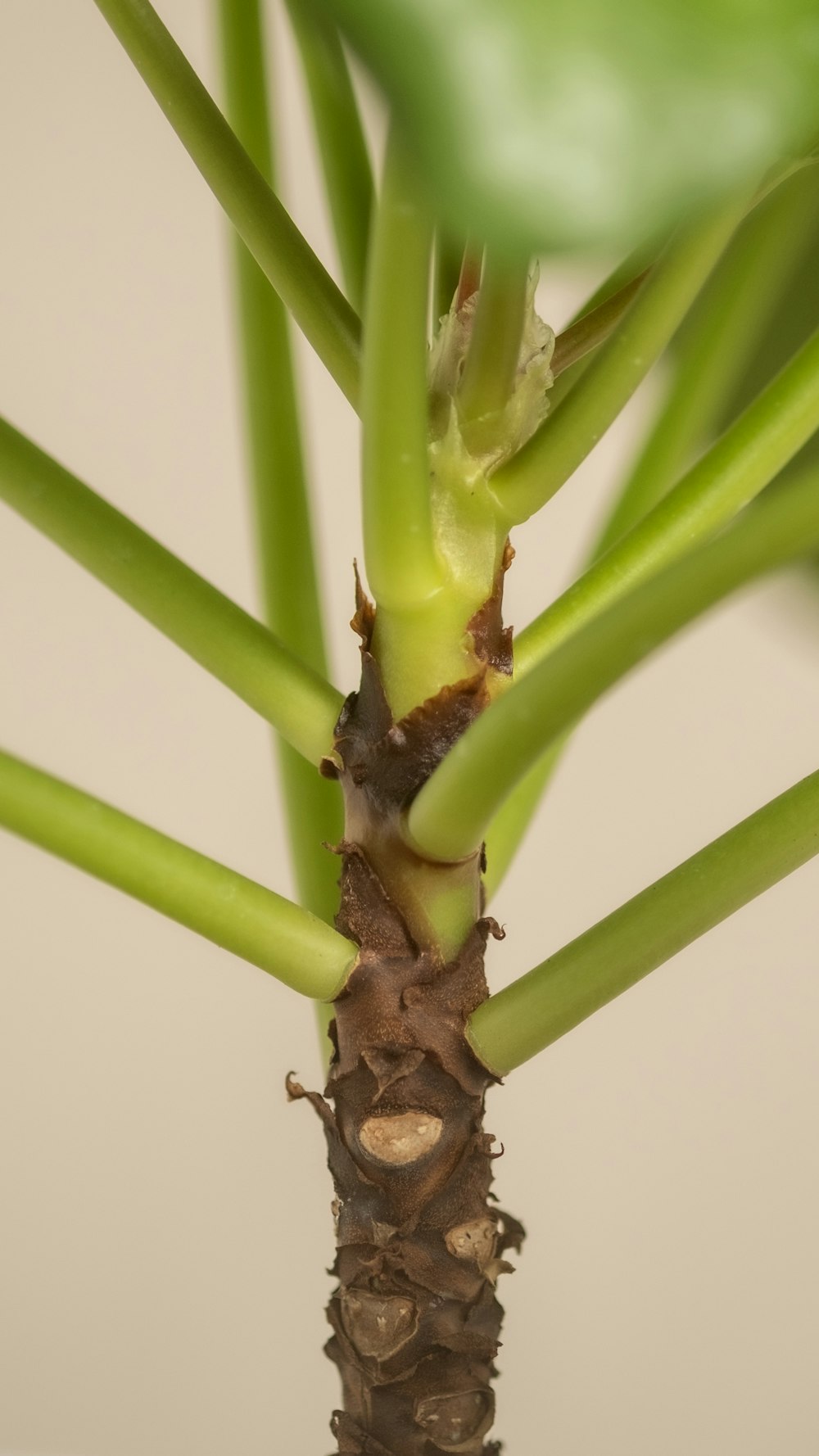 Un primer plano de una planta con hojas muy pequeñas