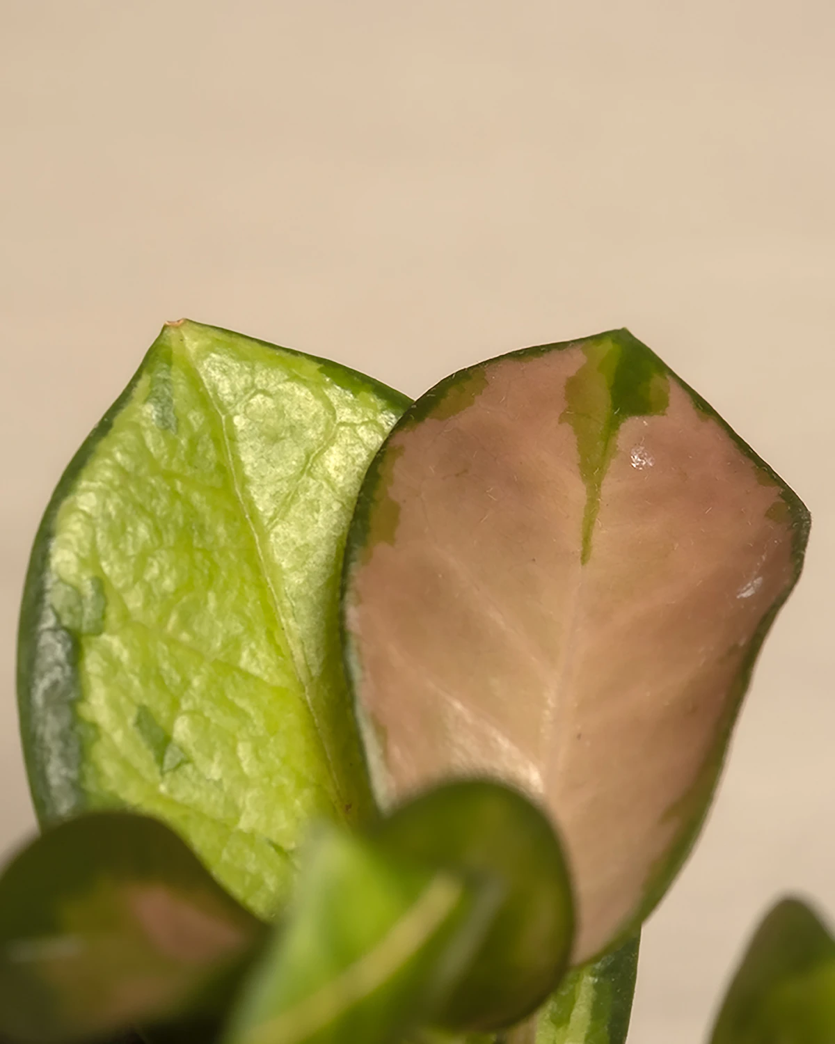 Close-up of crop leaves in a field