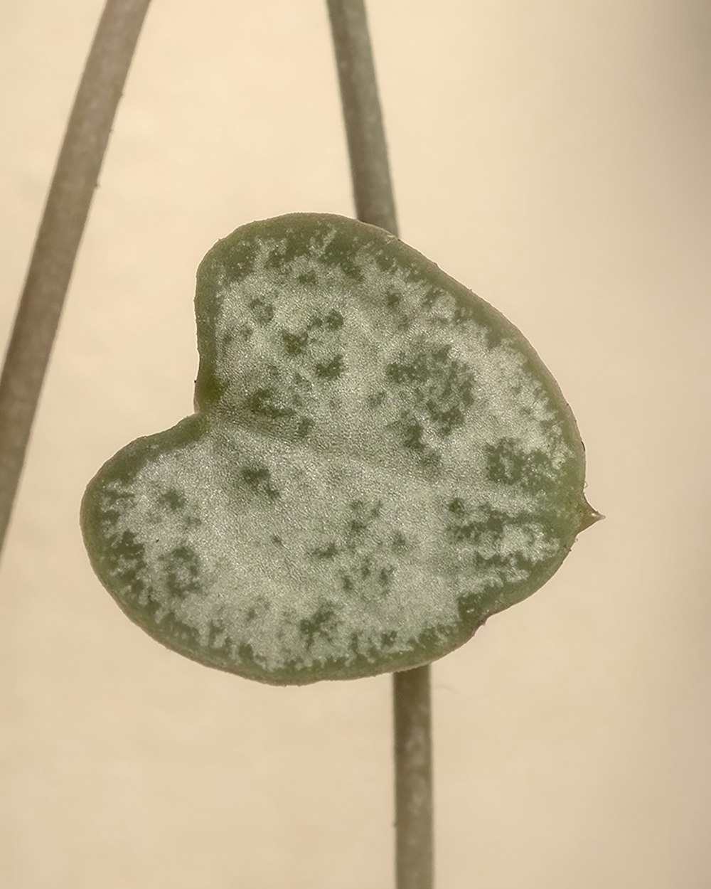a leaf with a heart shaped substance on it