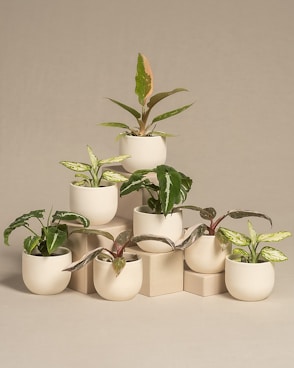 a group of potted plants sitting on top of each other