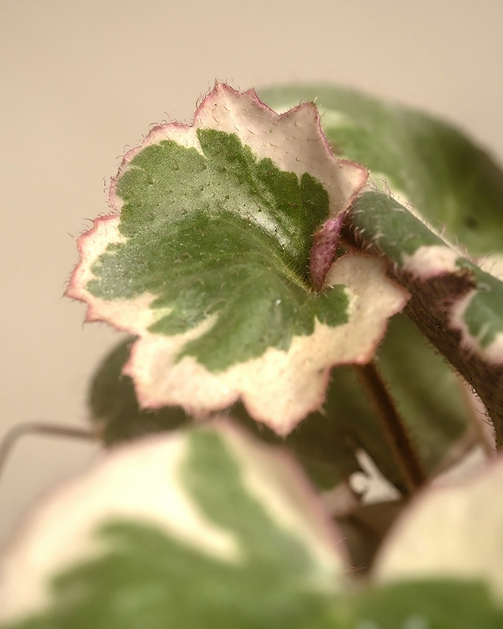 a close up of a green and white plant