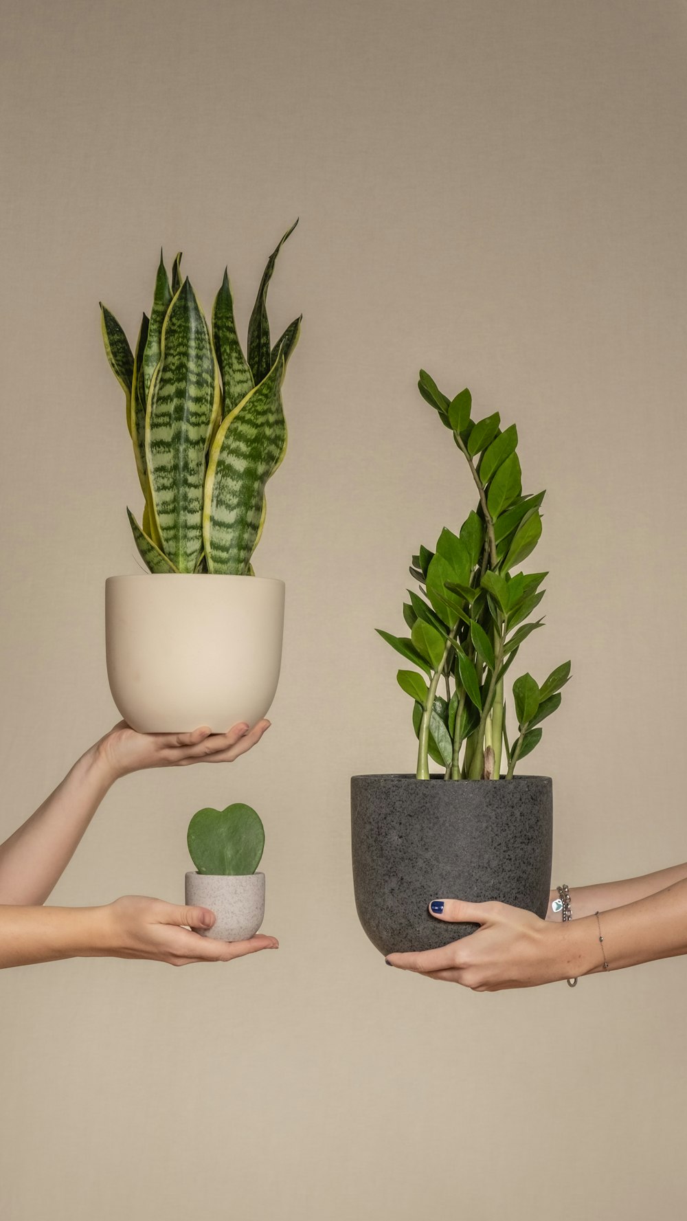 two hands holding a plant and a potted plant