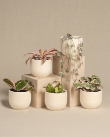 Five small potted plants are arranged on and around beige rectangular blocks. The plants vary in type, featuring different leaf shapes and colors, including trailing vines and broad green leaves with pink accents. The pots are uniform in shape and color, complementing the muted, earthy background.