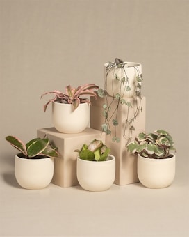 Five small potted plants are arranged on and around beige rectangular blocks. The plants vary in type, featuring different leaf shapes and colors, including trailing vines and broad green leaves with pink accents. The pots are uniform in shape and color, complementing the muted, earthy background.