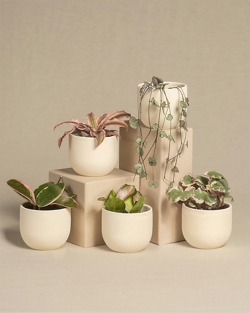 a group of potted plants sitting on top of each other