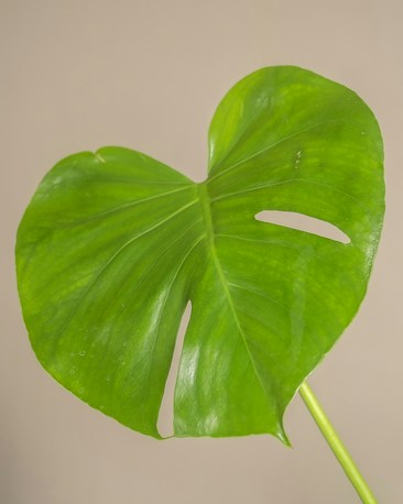 A vibrant green monstera leaf with characteristic splits is centered against a plain beige background. The leaf has a glossy texture and intricate vein patterns, showcasing its natural beauty.