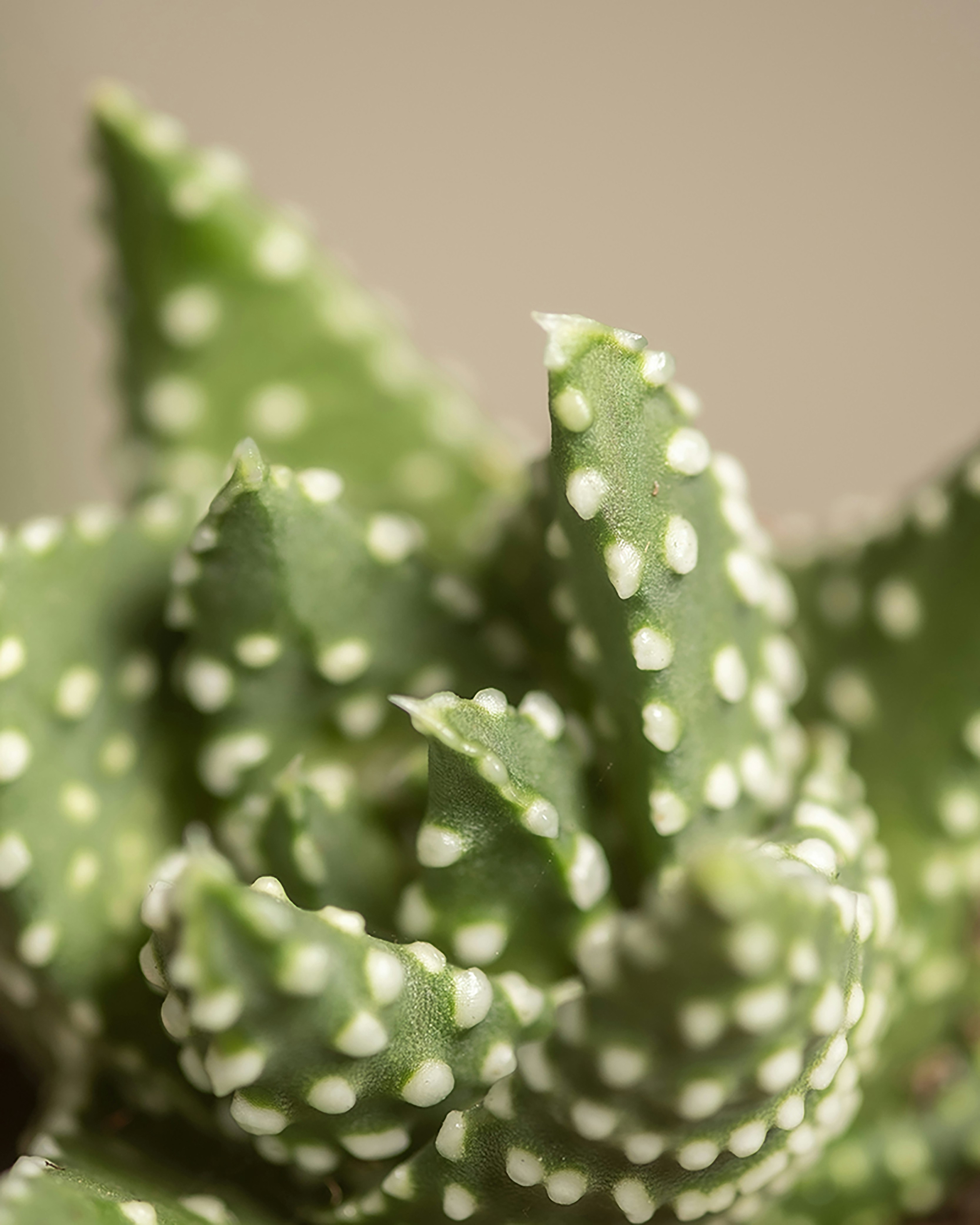 Photo by feeypflanzen